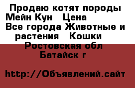 Продаю котят породы Мейн Кун › Цена ­ 12 000 - Все города Животные и растения » Кошки   . Ростовская обл.,Батайск г.